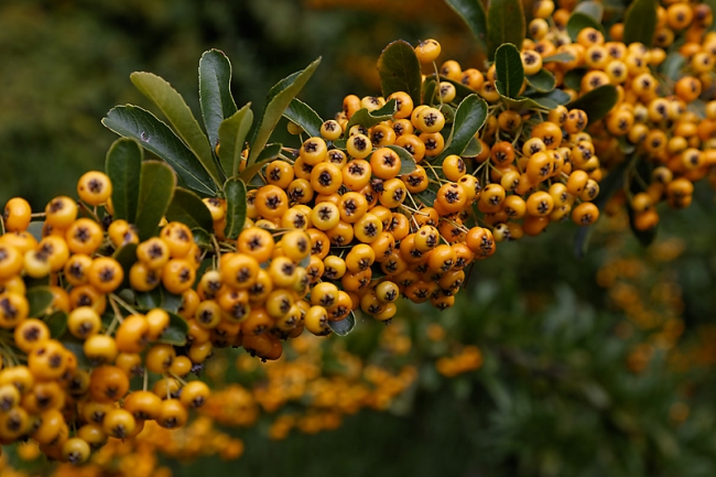 JAT (Jardin d'Agronomie Tropicale)-040